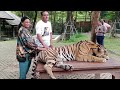 Played With Real Tiger | InTiger Kingdom Phuket | Thailand 2023