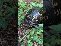 Box Turtle