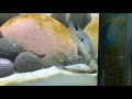 Green Texas Cichlid Tries to Help Dying Tank Mate