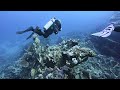 Scuba diving the SS Carnatic wreck in the Egyptian Red Sea.