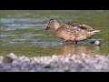 Stockenten – Mallards – Anas platyrhynchos (München, 31.08.2024)