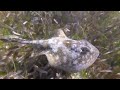 SNORKEL WITH SPOTTED RAY, NURSE SHARK, HOGFISH, Key Largo, Nov 2018