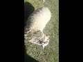 The Sheep Break Loose At The Scottish Festival