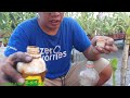 memperbanyak anggrek dengan mudah, split anggrek dendrobium , tanam anggrek Indonesia