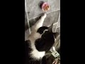 Cat can't get the hang of being a cat!