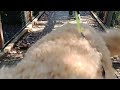 Our happy mini poodle crossing a swingbridge at Kaitoke, Wellington, NZ.