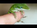 The Green Anole as a Pet: Why Choose a Green Anole as a Pet?