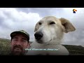 Guy Meets His Soul Dog On The Battlefield In Afghanistan | The Dodo