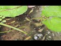 Colourful guppies among water lilies #waterplants