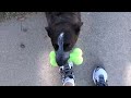 Cattle dog tricks