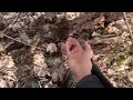 Better editing!? (Searching for salamanders #2)#animals #wildlife #nature #toomanyhashtags