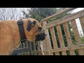 Boerboel & Cane Corso mix Grace playing with water