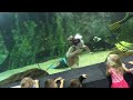 Mermaid Calliope at Newport Aquarium 2016