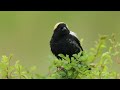 Bobolink