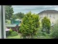 House sparrows loving the conifer