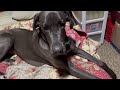 Ellie our Great Dane: I like to Hear Myself On YouTube!