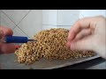 Malting wheat at home