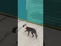 greyhound puppy 3 months