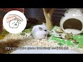 9-step process to get acquainted with hamsters