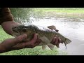River fishing UK - summer chub barbel - touch ledgering meat tactics rig in action - silent fishing