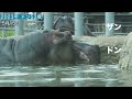 国内最高齢カバのドン53年生涯を終えるひと月前に見せた水浴〜札幌市円山動物園