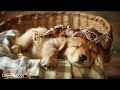 12 Hours of Calming Music for Dogs🐶Music for Stressed Dogs💖🎵Dog Separation Anxiety Music #2