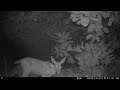 Doe, Two Fawns, and Raccoon Enjoy Plum Feast!