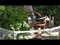 Relaxing Bird Calls,Songs,Sounds~Songbird Sings~Backyard Birds singing