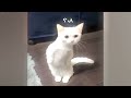 Funny ANIMALS videos 2024😉New Funny Cats and Dogs Videos🐶