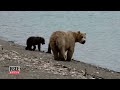 Hiker Records Video As Mama Bear And Cubs Follow Him Along Trail