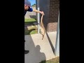 Second most venomous snake angrily strikes!