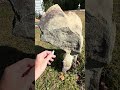Ancient Stone Art - Large Bird Totem Artifact from Alamance Outlining Double Portraits #shortvideo
