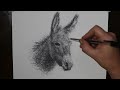 How to Draw a Donkey Portrait