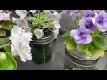 African Violets – All My Lights & New Barrina Full Spectrum Setup