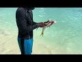 SPEARFISHING SNAPPERS & HUNTING LOBSTERS EPIC