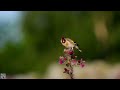 European goldfinch call song sound eats Stillits Chardonneret élégant Stieglitz Szczygieł p1000