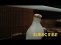 Masteran Ter Jitu || Burung Jalak Putih Gacor Full Isian