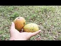 lachu ty thaichuk chalai mani #new #bihan vlog #video #viral