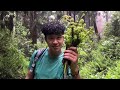 World Best Wild Mushroom 🍄 🍄‍🟫Collecting||Thakre Thumse King Of Mushroom Singalila Range Rimbick||