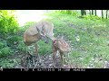 MOMMA DOE & FAWN 6 26 24