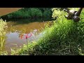 Ep 40 - FISH, HOT WEATHER & INCONSIDERATE OWNERS | RIVER NIDD