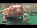 Perseus eats a cricket in slow motion.