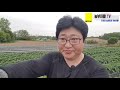 감자 굵게만드는 3가지, 감자 추비시기, 정식 후 60일 감자 알 크기 귀엽네요. Potato cultivation, fertilization