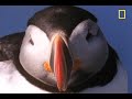 Baby Puffin's First Swim | National Geographic