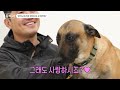 A dog breed that even Kang Hyung-wook is hard to raise | Dog Encyclopedia Malinois Episode