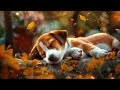 Calming Music For Dogs 🐶⭐ Music Helps Dogs Relax - Deep Sleep And Reduce Separation Anxiety 🎵💖