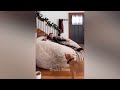 Try Not To Laugh Challenge😉Funny and Cute CAT Videos Compilation 2024😹🐕