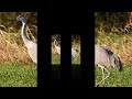 10 Amazing Facts About The Sandhill Crane