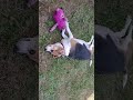 playing In the yard