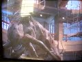 The BEST roar of the Tyrannosaurus (From Jurassic Park)